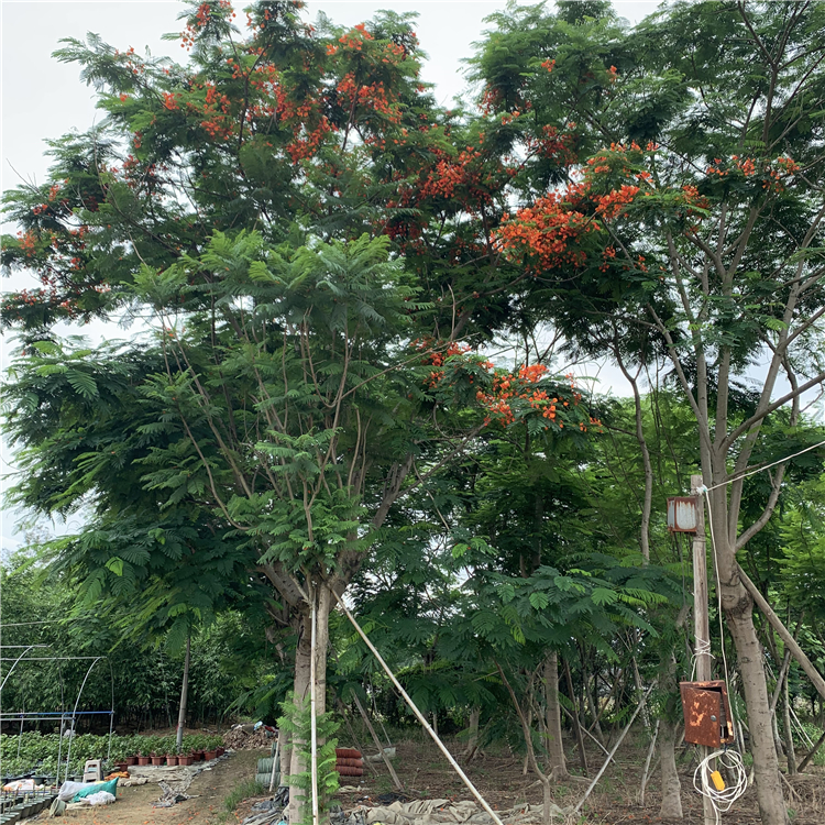 大骨架凤凰木假植苗 全冠凤凰木地苗 种植基地红花楹批发