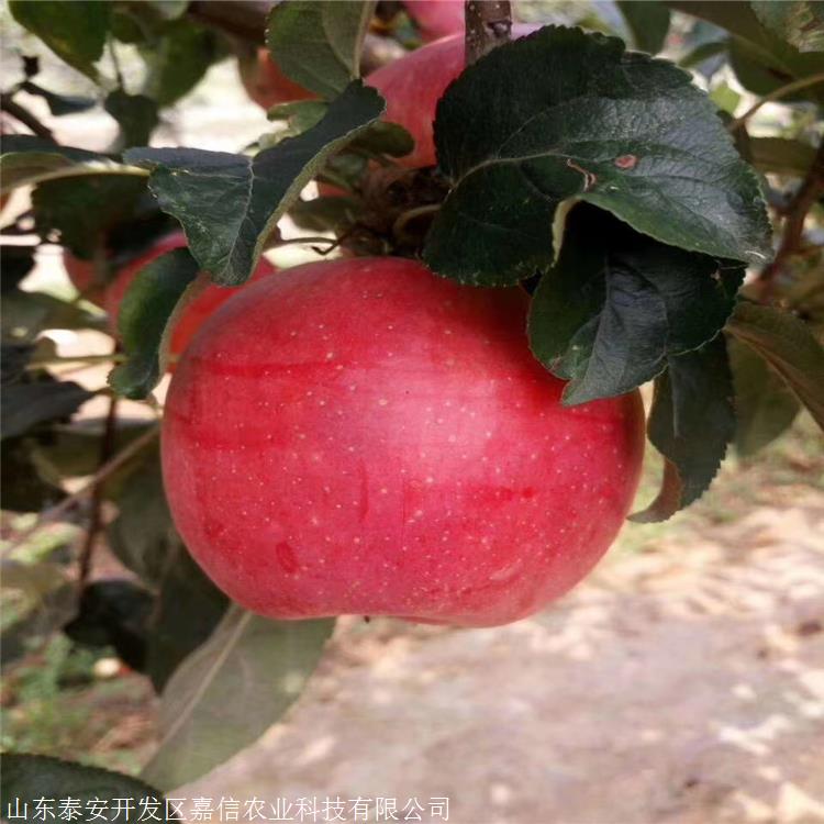 众成三号苹果苗优缺点