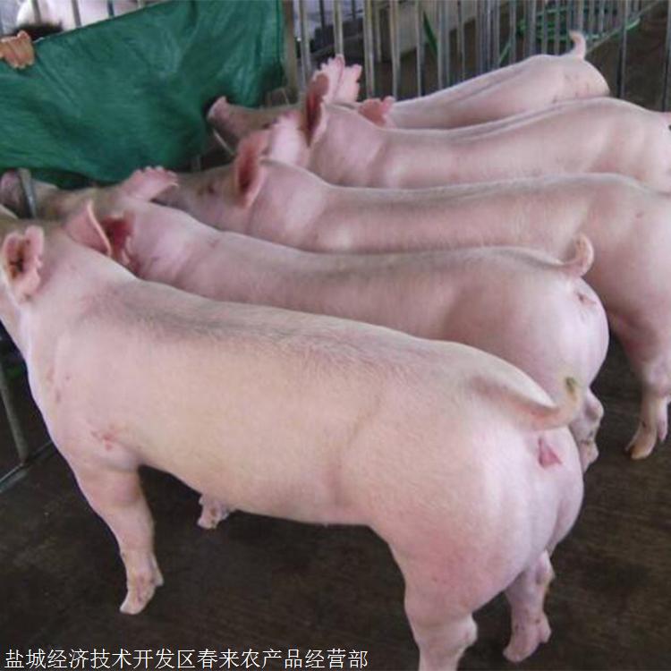 二元母猪价格 二元母猪 长太二元母猪养殖 基地出售