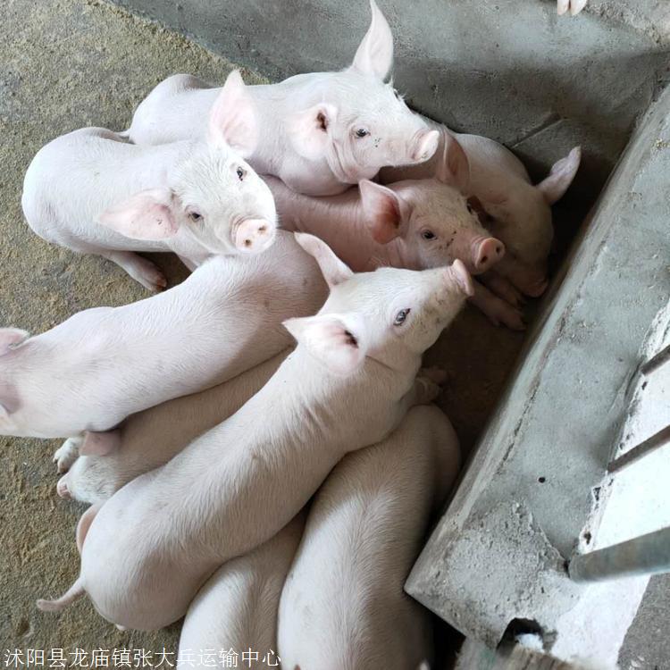 安徽省富源牧业二元母猪养殖二元母猪常年供应长期供应