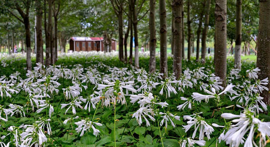 白玉簪价格白玉簪图片白玉簪花期青州白玉簪山东白玉簪基地