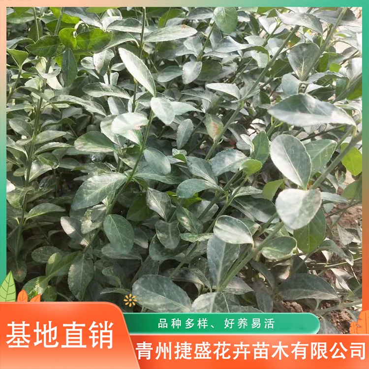 大叶扶芳藤 攀援绿植大叶扶芳藤 直供大叶扶芳藤