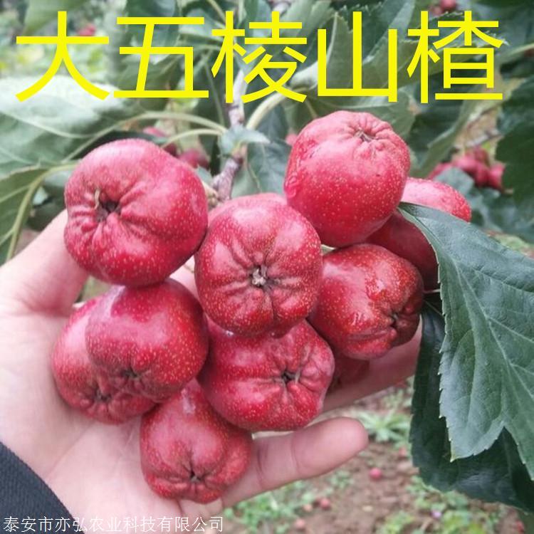 无籽山楂苗 果树苗木 亦弘农业 长期供应 出售山楂苗