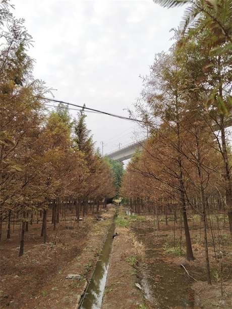 小区绿化苗木种类上海苗圃种植