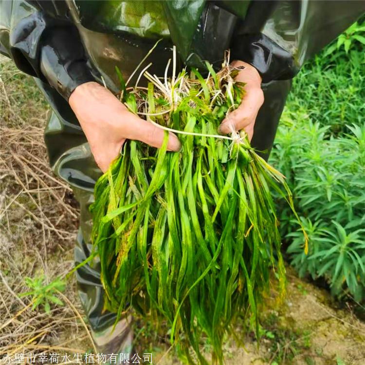 莘荷水生 刺苦草 密刺苦草 经销供应