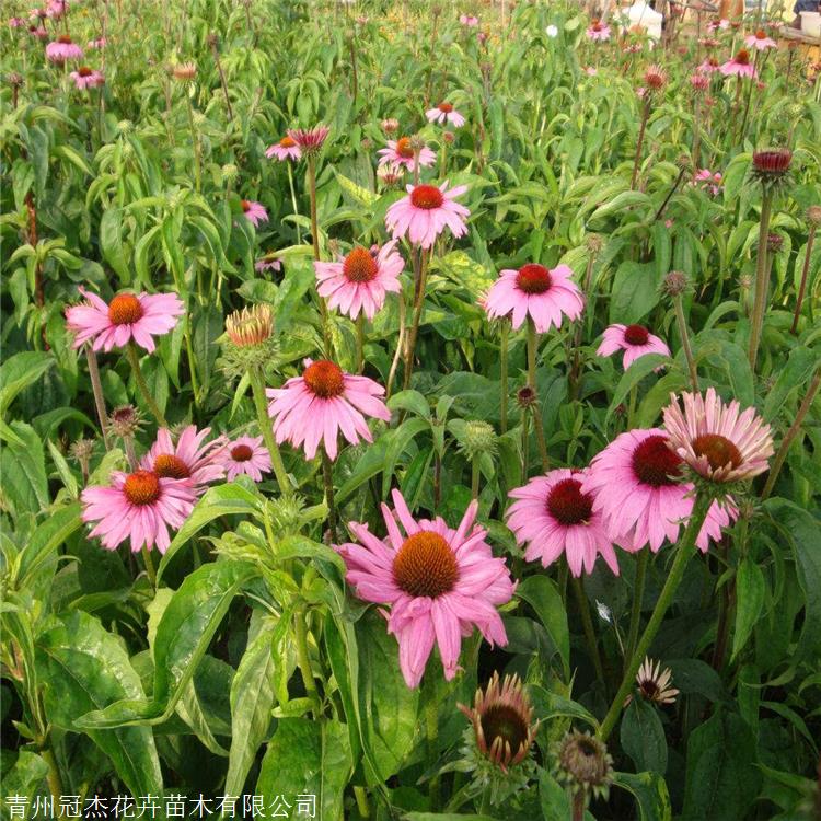 松果菊种子紫锥花苗紫锥菊松果菊厂家供应