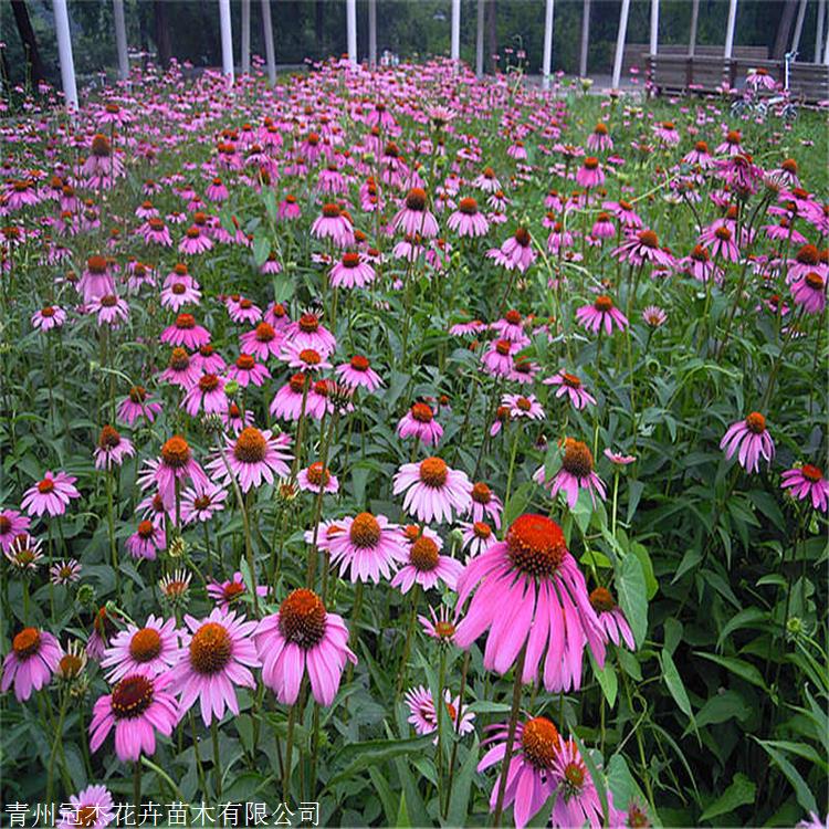 松果菊种子紫锥花苗紫锥菊松果菊厂家供应
