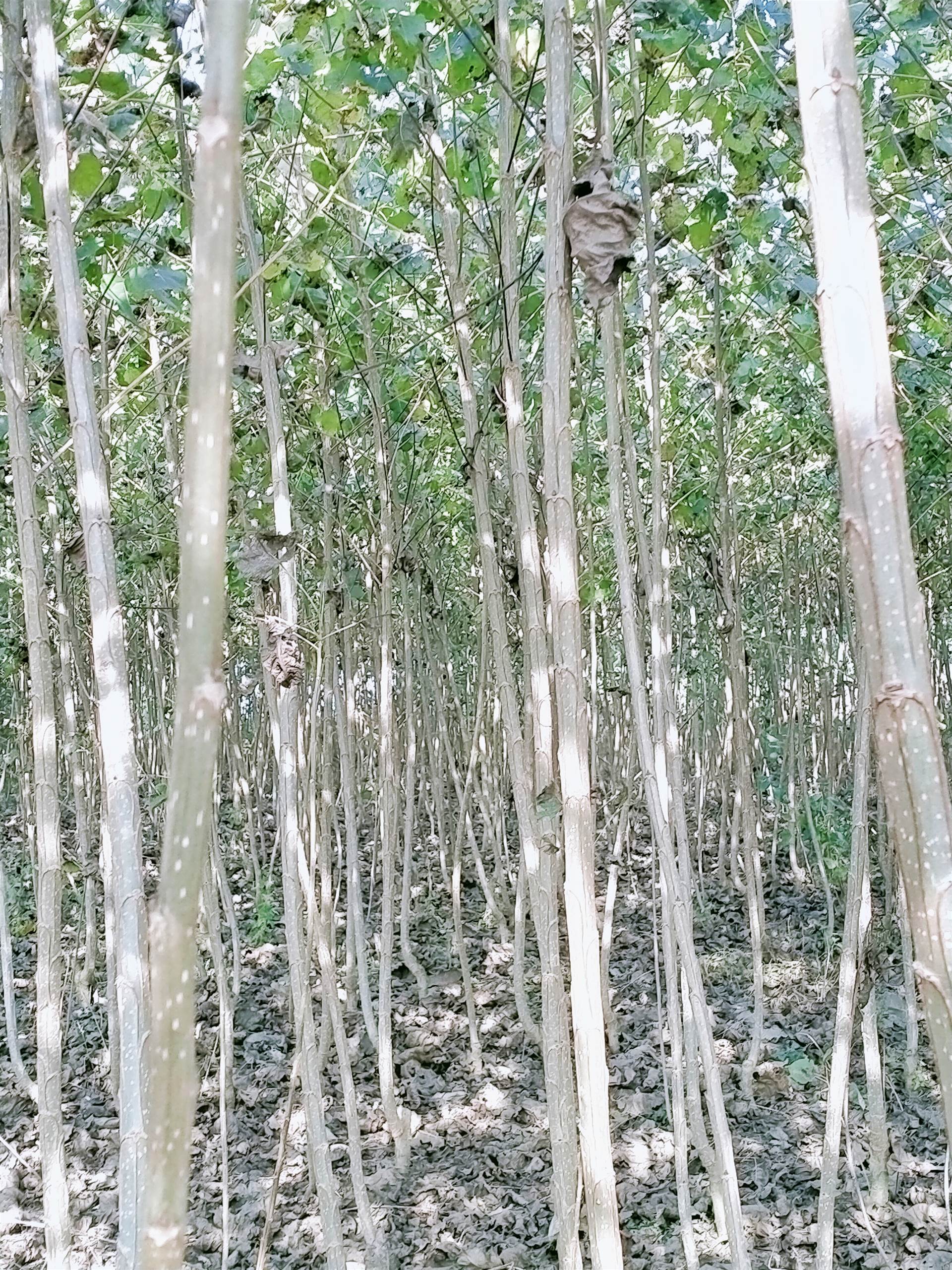 移植,培育出多个杨树品种,有107速生杨树苗,欧美108杨树苗,2025杨树苗