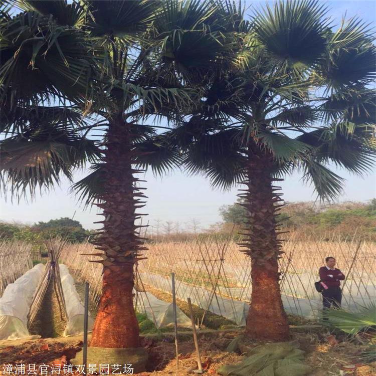 老人葵报价 广西精品老人葵 华棕种植基地