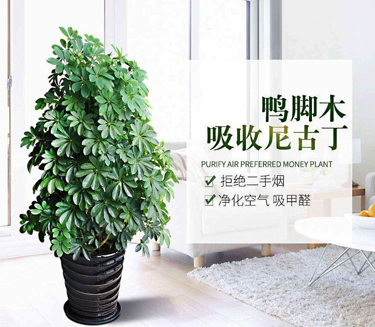 鸭脚木杯苗批发价_鹅掌柴花木基地_招财树价格_吉祥树