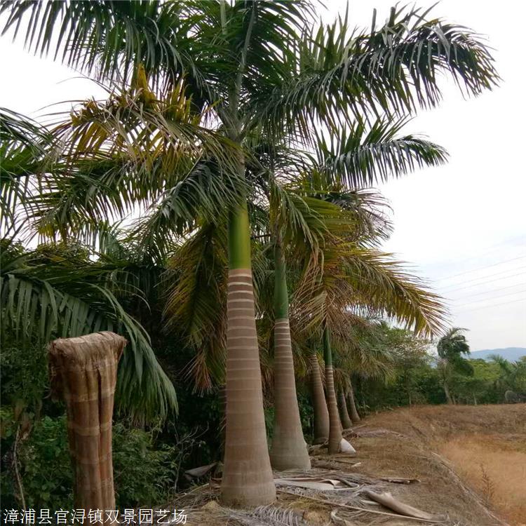 出售大王椰子 海南大王椰子小苗 园林绿化行道树 风景树