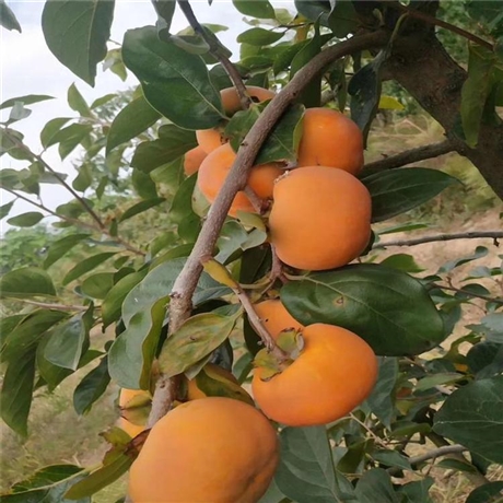 大秋甜柿树苗种植基地国文甜脆柿子苗种植基地