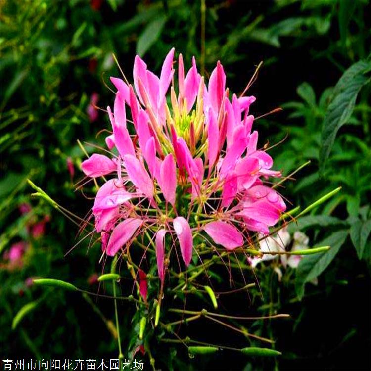 供应醉蝶花苗 广东醉蝶花种子 基地直销醉蝶花 盆栽小苗