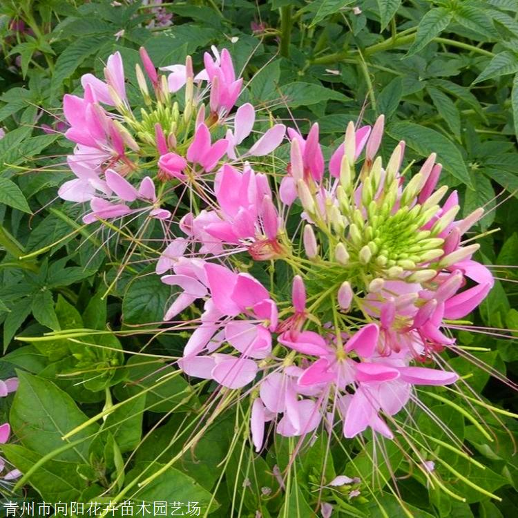 供应醉蝶花苗 广东醉蝶花种子 基地直销醉蝶花 盆栽小苗