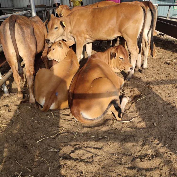 山东肉牛养殖场 改良肉牛小牛犊 新疆鲁西黄肉牛价格