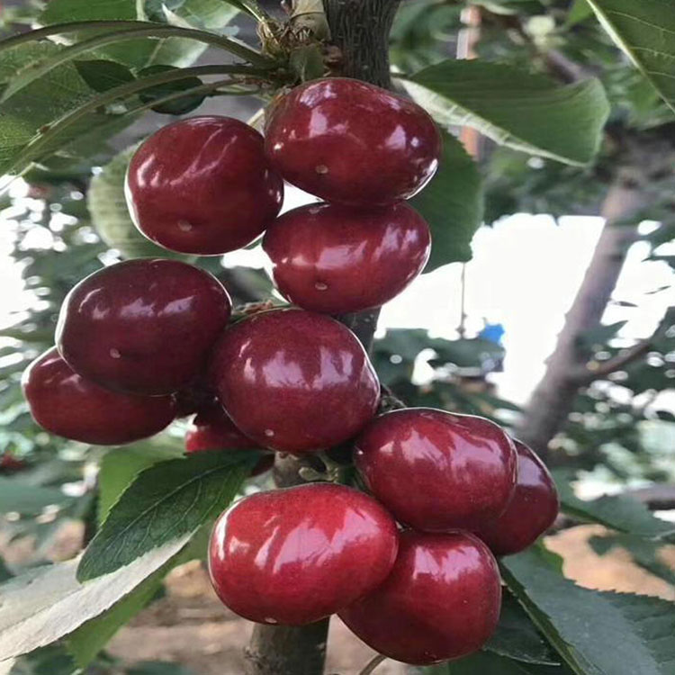 碧可塔樱桃苗斯得拉樱桃苗果之语种植批发