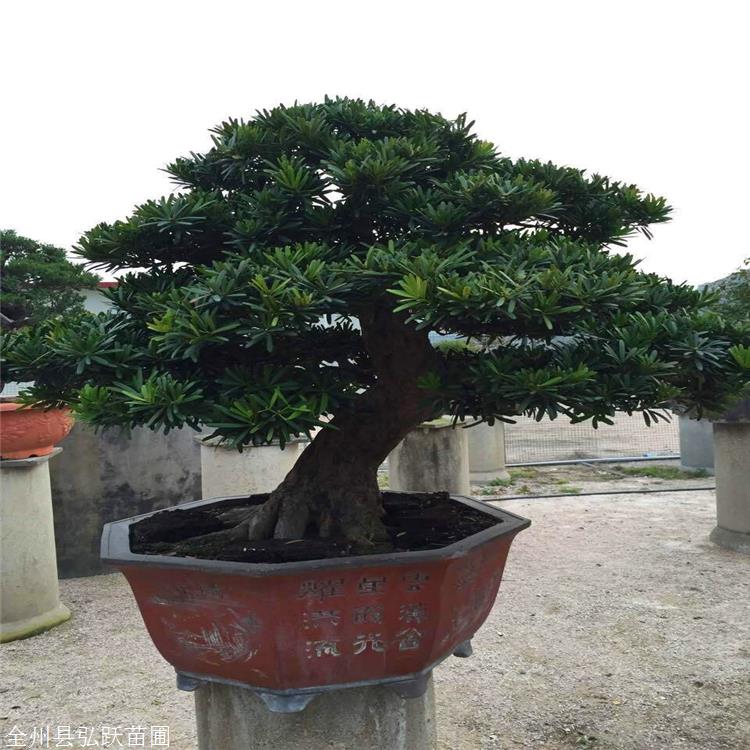 罗汉松报价云南精品罗汉松大型别墅庭院罗汉松树
