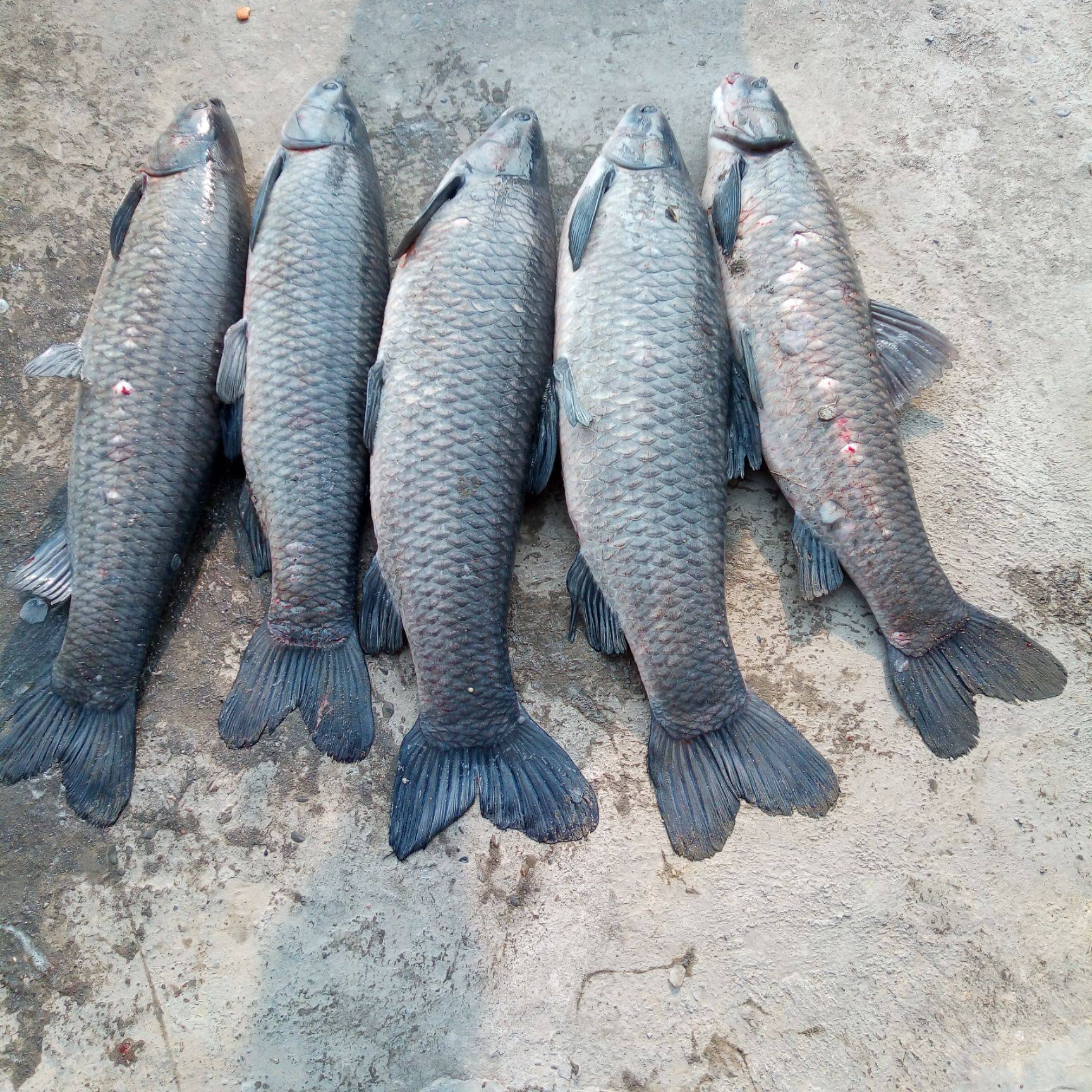 大量供应青根鱼青鱼产地批发价格青根鱼多钱一斤