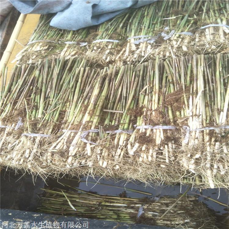 芦苇苗-芦苇种苗厂家-承接河道水面绿化工程