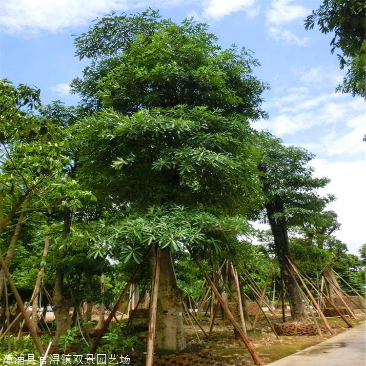 安徽出售盆架子树盆架子价格盆架子苗木种植基地