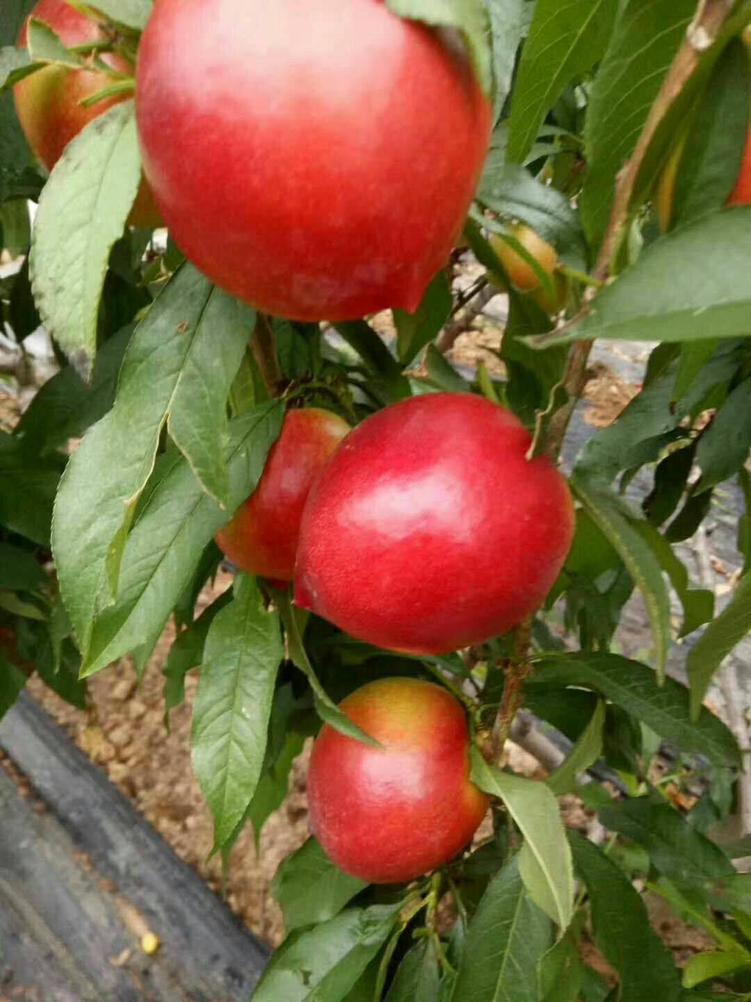 无锡市早熟红油桃品种种植要点