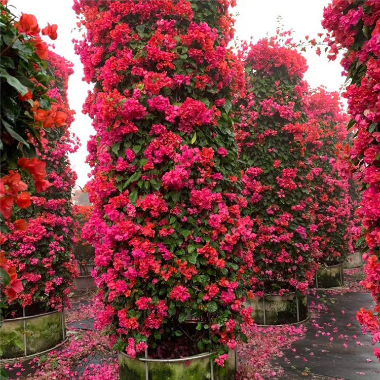 四季红簕杜鹃柱子价格 漳州产地直供红花簕杜鹃柱 多色簕杜鹃柱