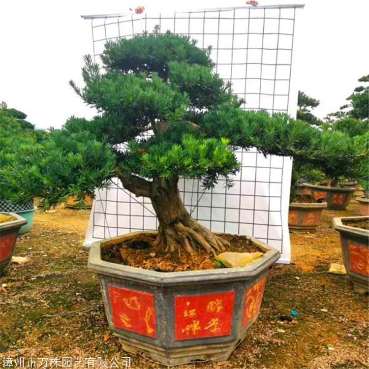 北京罗汉松报价 精品罗汉松桩景 现货供应日本罗汉松