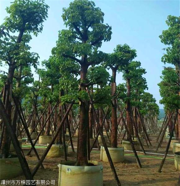 上海全冠秋枫树 秋枫移植苗 自家基地优质供应