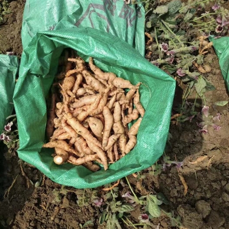 亳州生地黄芽子生地幼苗生地老传统种植方法全过程
