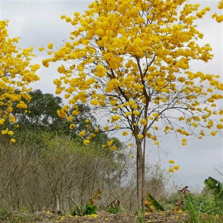 黄花风铃木价格网红树场地直销多花紫花黄花风铃木红花