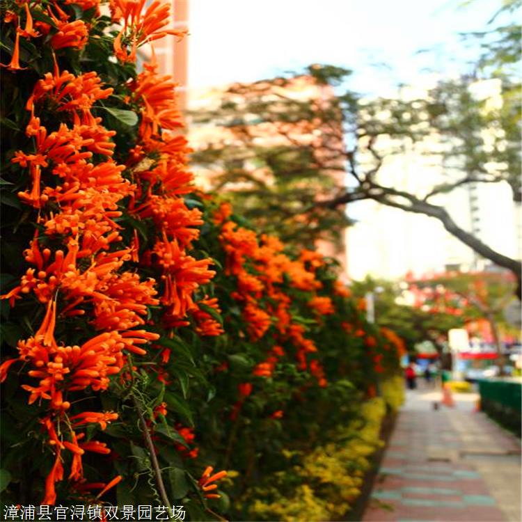 炮仗花批发天津炮仗花盆栽基地长期有大量直销