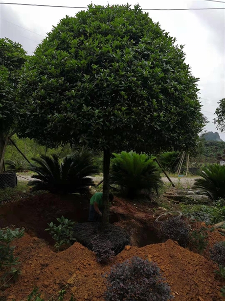 桂林八月桂树大桂花树苗八月桂价格产地出售桂花桂花树苗