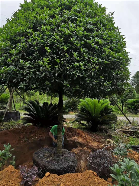 桂林八月桂树大桂花树苗八月桂价格产地出售桂花桂花树苗