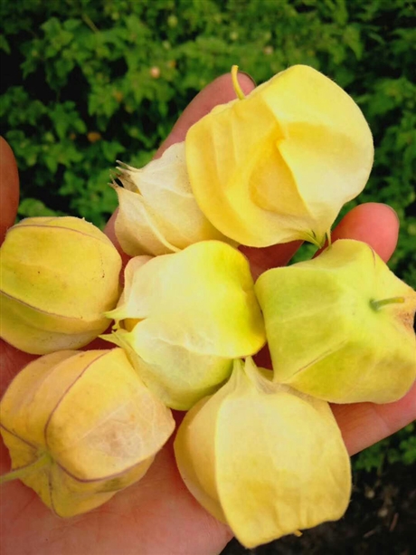 金姑娘种子水果黄姑娘种子花姑娘灯笼果种子四季黄菇娘种子