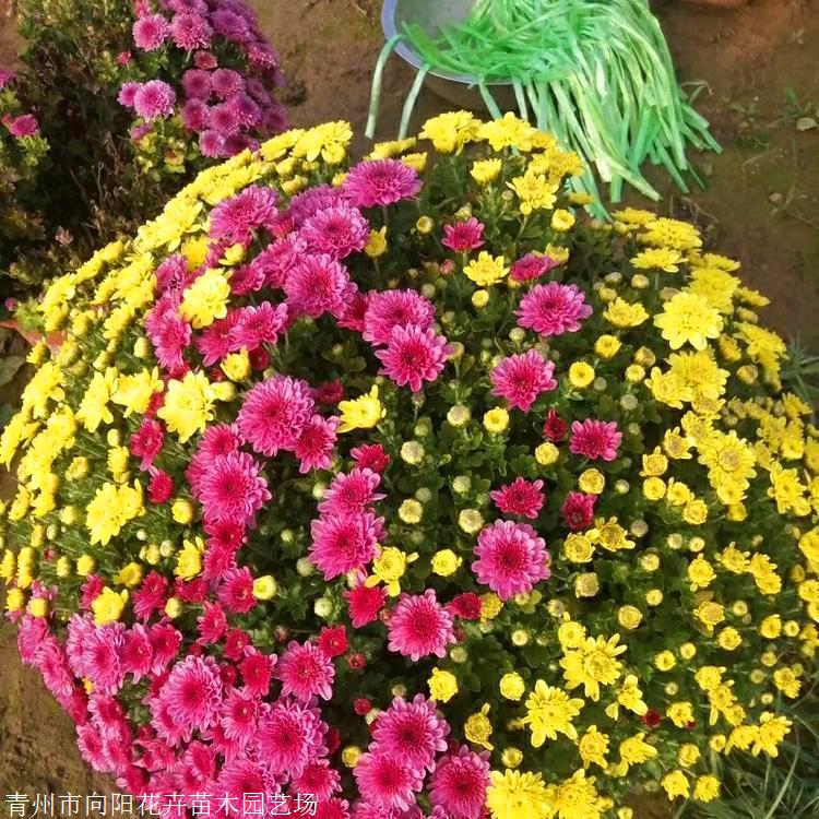 甘肃出售千头菊 千头菊袋苗 千头菊种植基地