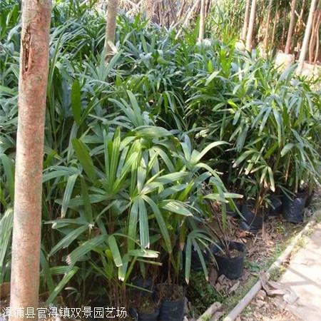 青海出售棕竹大叶棕竹苗基地长期有大量直销