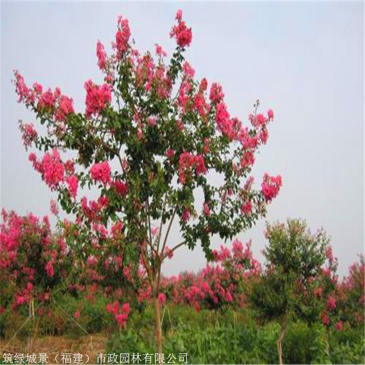 出售紫薇小苗 湖南大叶紫薇树 树形优美 质优价廉