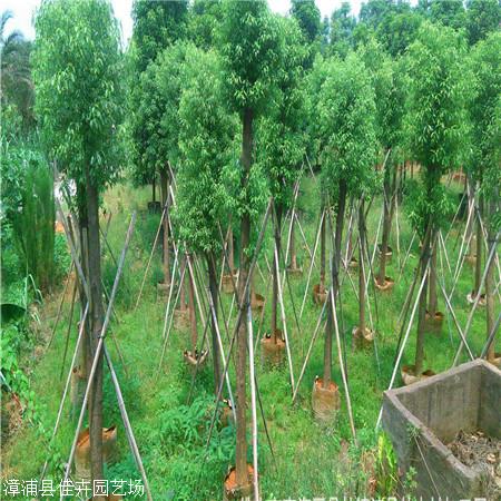 出售香樟袋苗广西丛生香樟树精选常绿乔木香樟树
