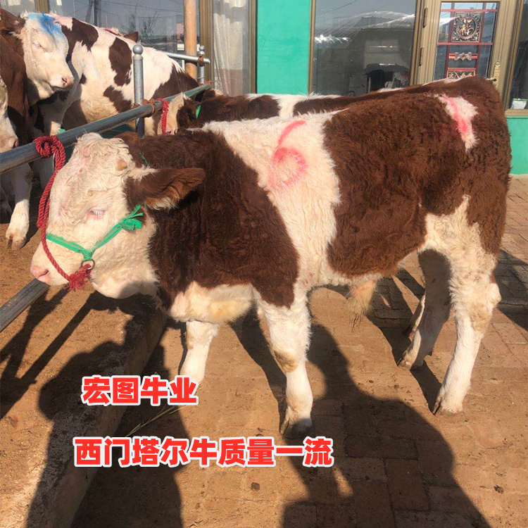 云南省西门塔尔牛价格大型肉牛养殖场紫红花质量好