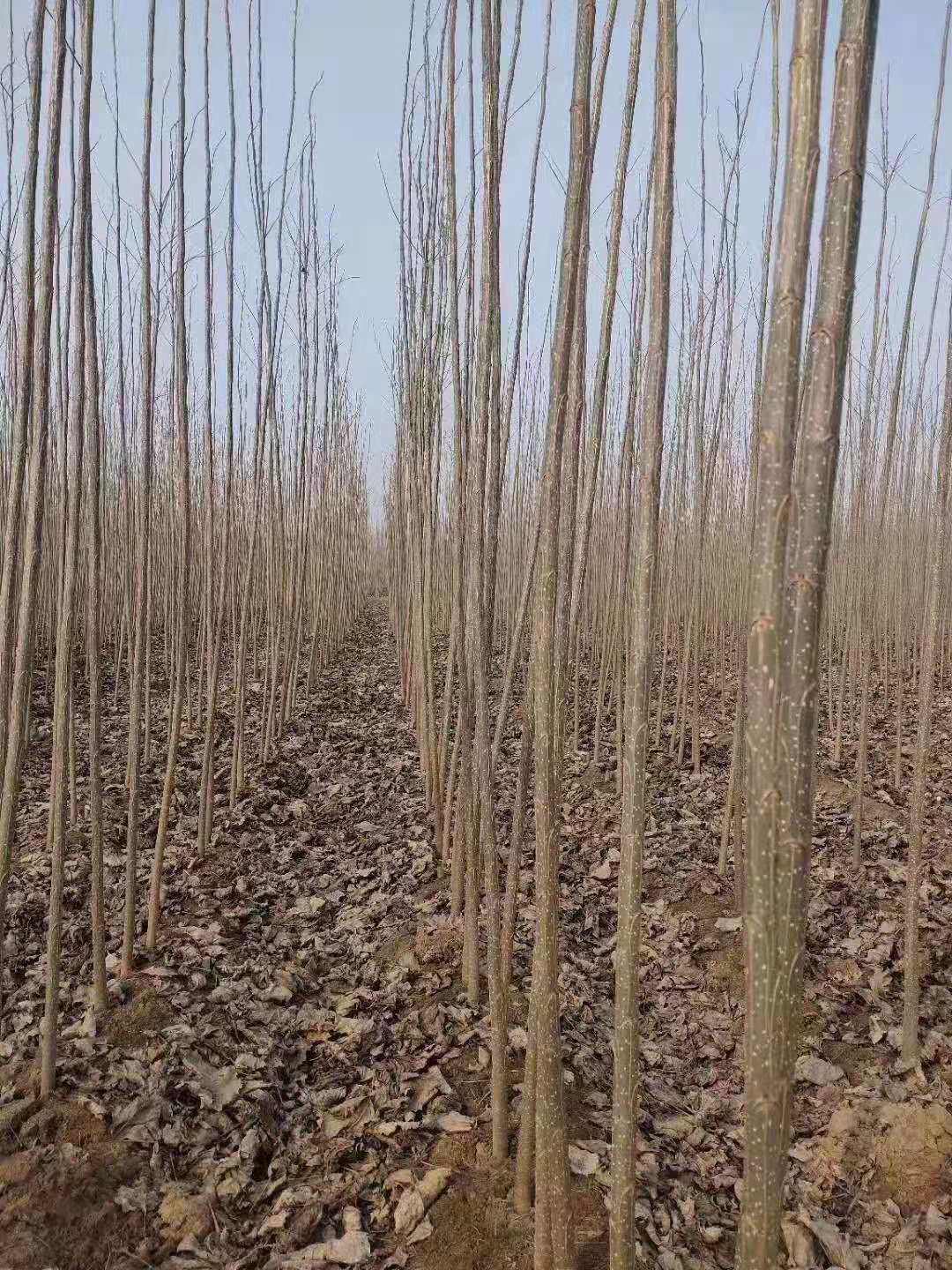 山东杨树苗种植基地山东杨树苗基地一年生苗