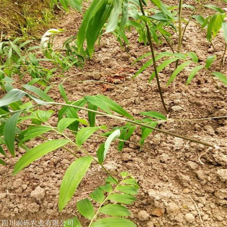 润砾农业黄精苗价格滇黄精苗基地露天种植