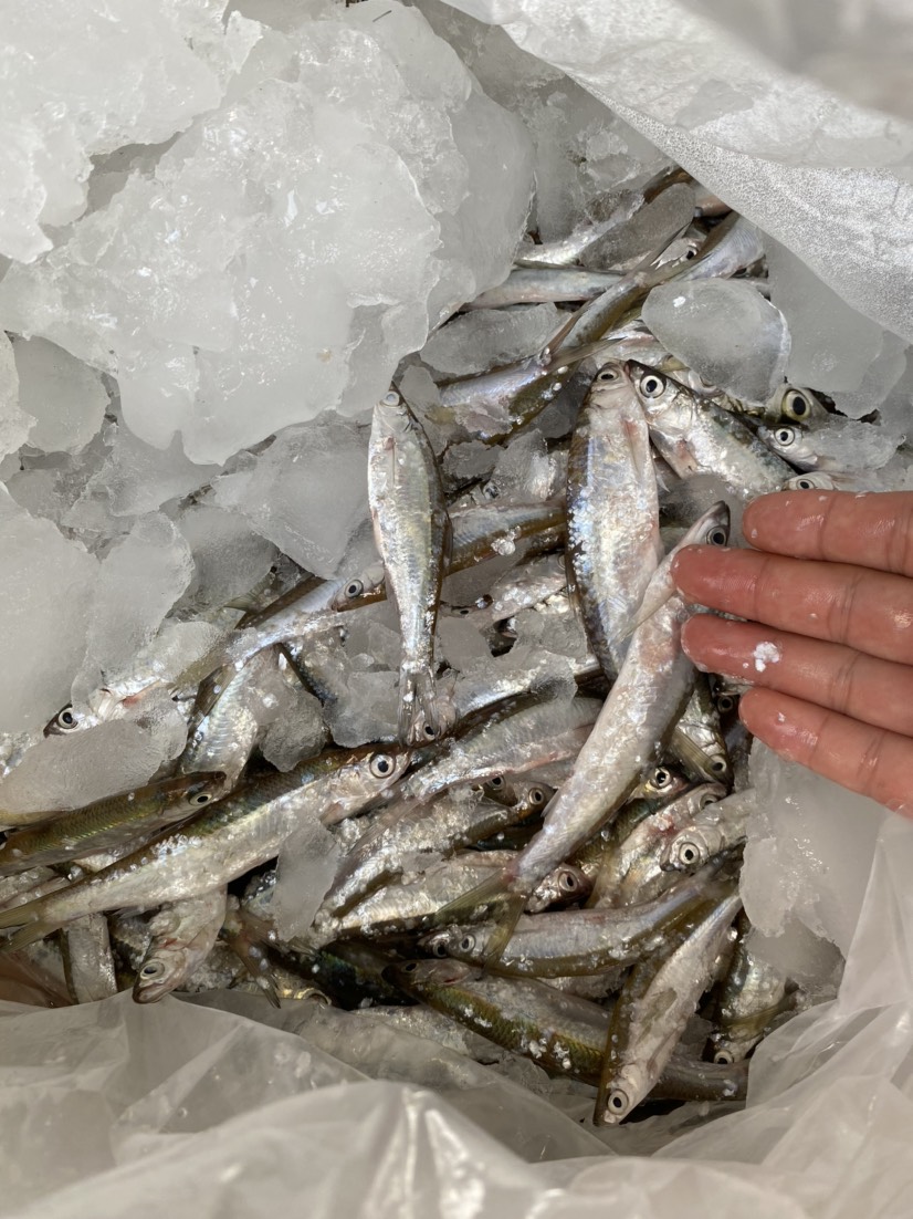大量收购鱼3元一斤小杂鱼收购批发5元左右一斤的冻鱼