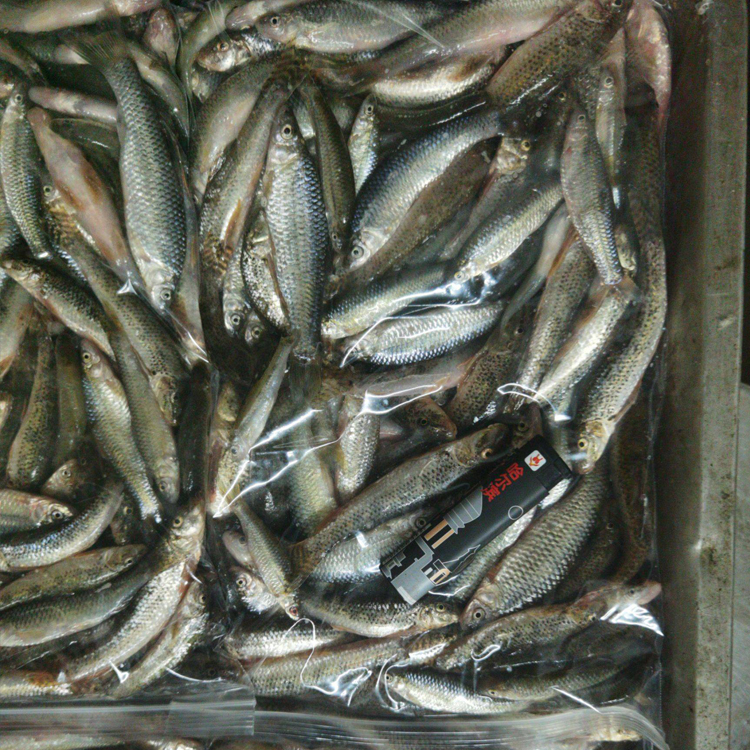 麦穗子鱼批发,麦穗鱼活体供应,东北麦穗鱼苗产地价格