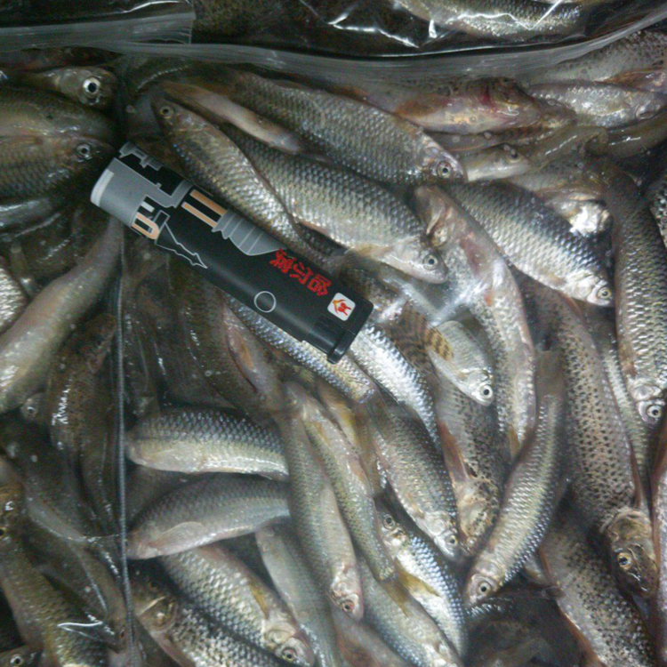 麦穗子鱼批发,麦穗鱼活体供应,东北麦穗鱼苗产地价格