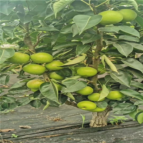 夏玉梨果树苗栽植介绍夏玉梨批发价格土壤适应强