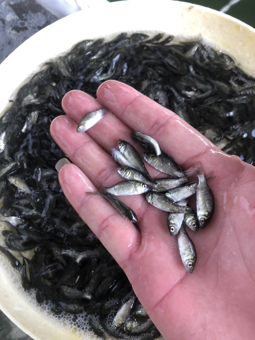 湖南鱼苗市场 株洲批发鲫鱼苗 青鱼苗鲈鱼苗