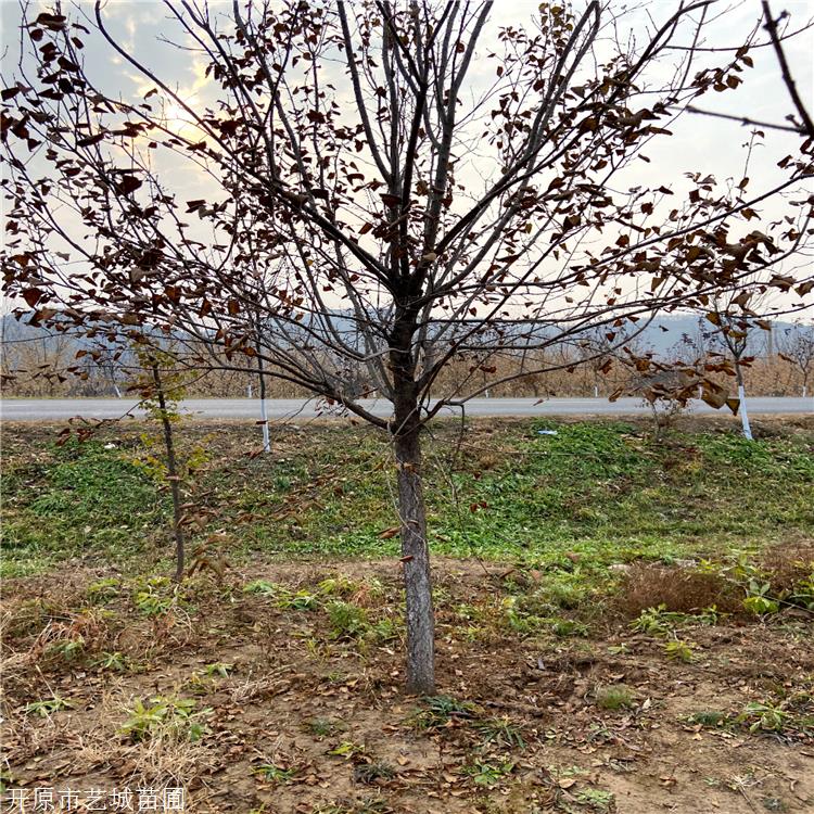 铁岭苗圃批发独杆暴马丁香丛生暴马丁香树苗垂枝丁香四季丁香