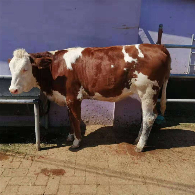西门塔尔牛活体 纯种西门塔尔牛厂家出售
