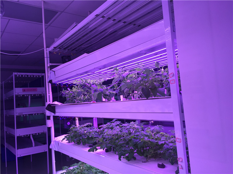 易操作的led植物灯生产厂家