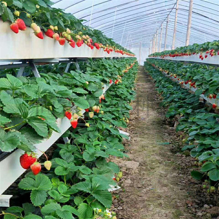 草莓种植槽多少钱一米